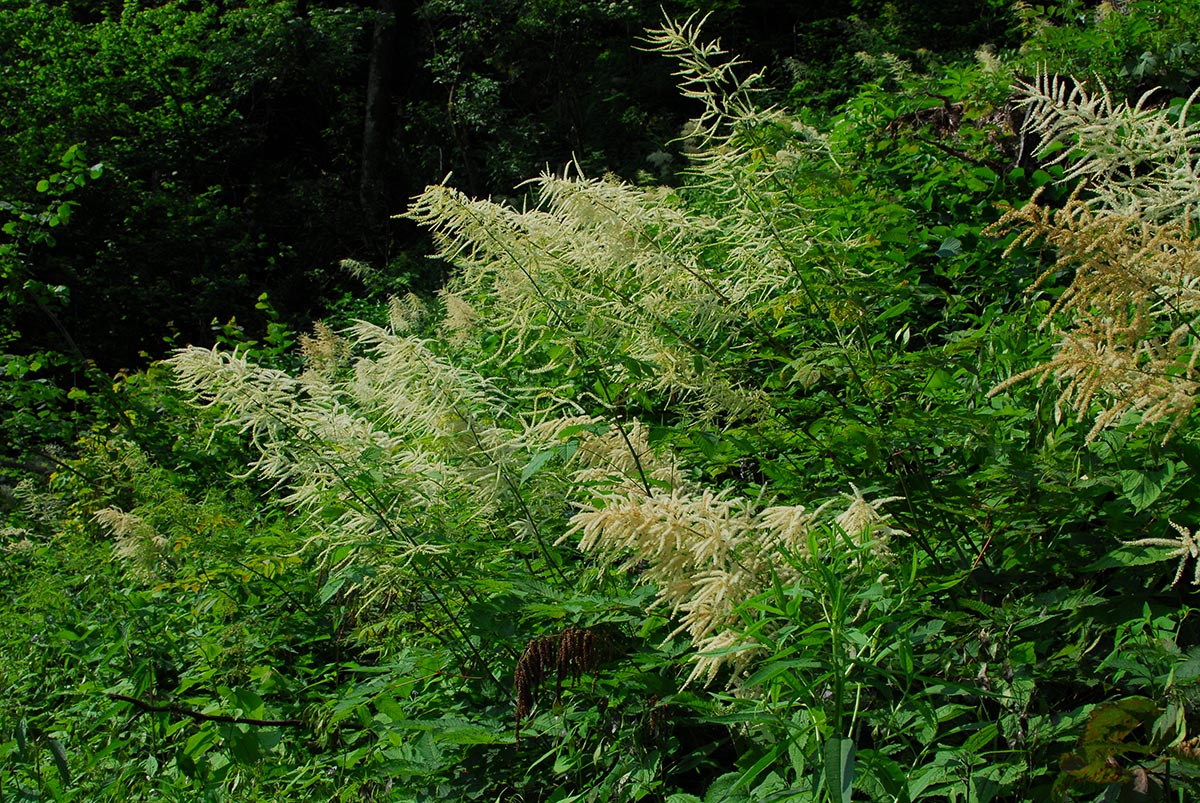 Aruncus dioicus